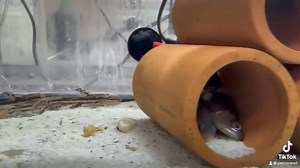 Meet the Clown Knifefish, the star of any large aquarium!  With its sleek silver body and unique knife-like shape, this stunning fish brings a touch of elegance and mystery to your tank. Known for its graceful movements and bold black spots, the Clown Knifefish is a true standout. Who’s got one of these beauties in their setup? Show us your pics! #ClownKnifefish #AquariumLife #FreshwaterFish #ShowstopperFish | Pet Zone Tropical Fish, San Diego, California | Facebook