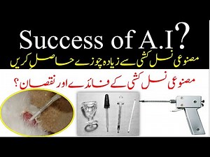 Artificial Insemination in Poultry | Practical poultry
