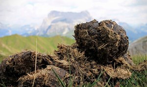 Do Vegans Poop More? How Many Times a Day Is Normal? - I Am Going Vegan