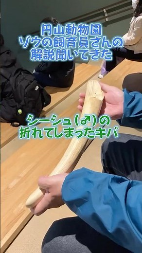 円山動物園 ゾウの飼育員さんの解説 #zoo #animals #elephant #maruyama