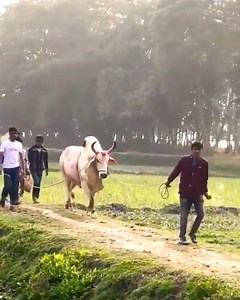 এক রাজকীয় পথ চলা🔥🔥🔥 | Sylhet Cattle Market