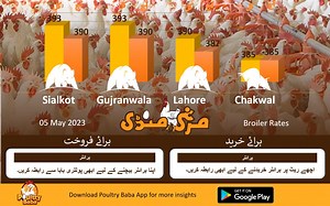 Poultry Baba And Broiler Rate | Daily broiler and poultry markets | poultry farm business plan. #DailyPoultryRates #DailyBroilerRates #BroilerRates #BroilerRateinPkaistan #TodayBroilerRates #DailyBroilerMarket #TodayBroilerMarket #OnlineBroilerMarket #BroilerPrices #BroilerProduction #BroilerIndustry پولٹری بابا ایپ کو ڈاؤن لوڈ کرنے کے لیے اس لنک پر کلک کریں https://play.google.com/store/apps/details?id=com.poultrybaba.flutter | Poultry Baba