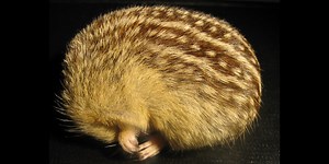 Study sheds light on the genetics of hibernation