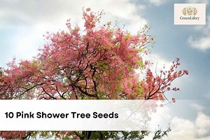 Pink Shower Tree Seeds | Cassia Grandis, Tropical Blooms (10 Seeds) - Etsy
