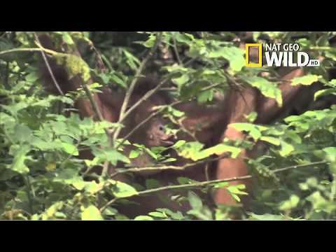 Pat Spain meets Pinkie the Orangutan | Beast Man | National Geographic UK