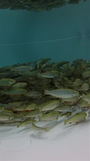 5.1K views · 80 reactions | So many!  This is a school of adult...