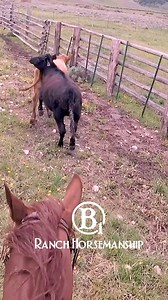 4.9K views · 158 reactions | @b1horsemanship Doctoring A Calf In The...