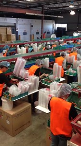 4.4K views · 54 reactions | Once our strawberry punnets are packed, they are fed onto the line where they pass through a coder, metal detector, check weigher and onto the punnet packers who pack trays for market. We chill our strawberries for at least three hours before they go to market so they are in tip-top condition for sale. #pinatafarms #pinata #strawberries #queenslandstrawberries #freshfruit Watch the video> | Piñata Farms | Facebook