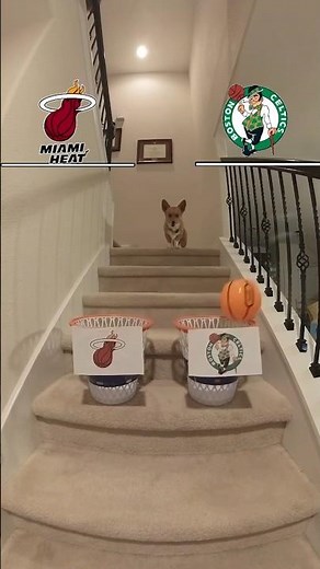 Air Corgi picks the winners of Sunday’s Eastern Conference matchups 🤔 🐕 #Corgi #NBAPlayoffs