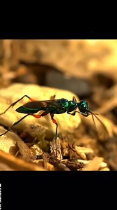 680K views · 10K reactions | Emerald Cockroach wasp #shortsvideos #shorts | সুপ্ত জ্ঞান | Facebook