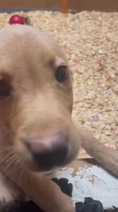 120 reactions · 16 comments | These two, oh my! Girl and Boy with excellent pedigree looking for fabulous families. 770)324-0683 Full Package right here! 770)324-0683 Nikki/Rad litter born 1/1/24 | Bailiwick Kennel Page | Facebook