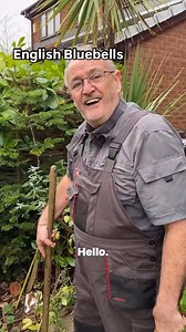 English Bluebells #bulbs #springflowers #plants #gardening #plantsplantsplants #gardens #plant #plantsmakepeoplehappy # | Dave The Plantman