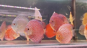 Mix 4 inches. Albino leopard , Altum flora raffles red, butterfly | New Life Aquarium & Pets