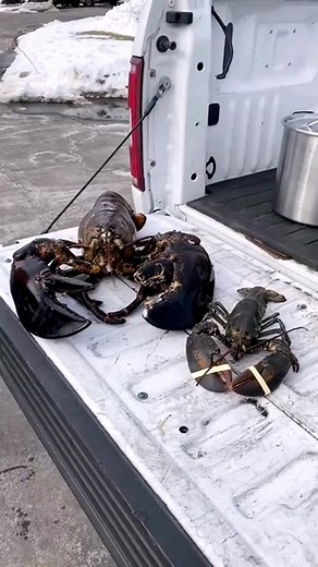 1.5K views · 56 reactions | 15lb lobsters taste yummy #homemadecooking #cookingchef #instacooking #foodblogger #ilovecooking #foodporn #foodie #outdoorcooking #healthyfood #cookinggram #cookinglesson #cookingtime #food #cookingislife #lovevooking #fastfood #cookingvideo #mumscooking | Log Home Tips | Facebook