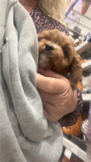 6.6K views · 304 reactions | Archie’s field trip to Lowes  Reserved | Puppy Perfectionist | Facebook