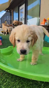 9K views · 1K reactions | ✨Water Exposure ✨ Don't know why I never thought of it before, but I filled up their sleds (yep we have plastic sleds in Florida ) and created two tiny pools that the puppies loved! I watched 勺李❤️勇 go into the water on their own! I placed 癩& inside to wet their feet. I'm aiming for a perfect 9 out of 9 pups enjoying the water! Summer is too hot to not like playing in some quality H2O ‍♀️ | SW Retrievers | Facebook