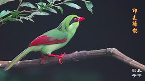 Indochinese Green Magpie (印支绿鹊,Cissa hypoleuca), in Guangxi autonomous region. Also known as the yellow-breasted magpie, they are under second-class state protection in #China. ❤早起的鸟儿8037 ❤❤❤ #Wildlife #birds #travel #Nature #Peace #Chinese #beauty #beautiful #love | Lin hillside