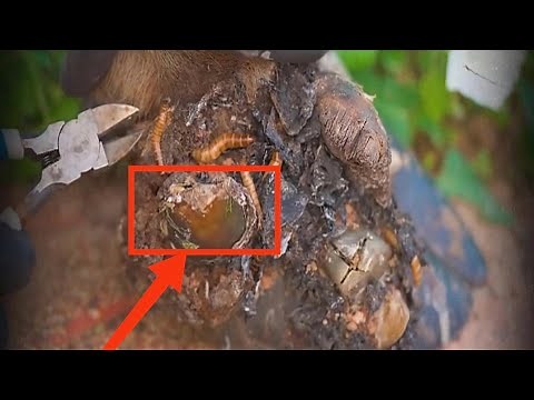 Veterinary Intervention: Extracting Maggots, Pus, and Treating Hoof Abscesses (Severe Case)