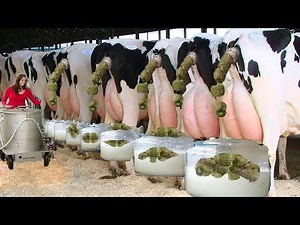 Real Dairy Farm Life 2025 – Massey Ferguson, John Deere Harvest, Calf Feeding & Farm Girls in Action