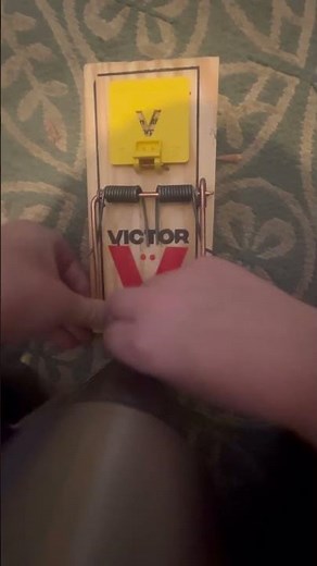How to set victor rat snap trap #rattraps #pestcontrol