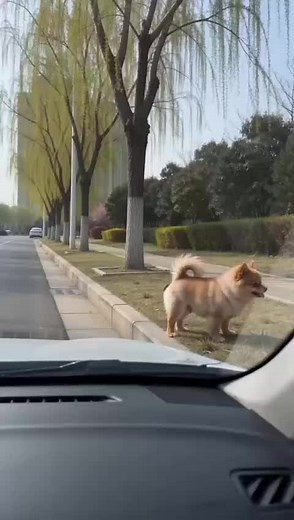 Funny Dog Videos Compilation