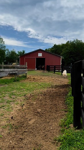 So many new things.. new beginnings 💕💗💕 | Big Wrench Farm