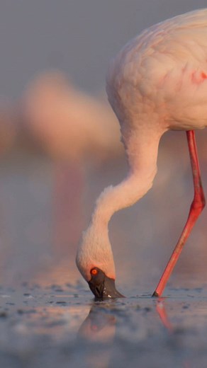 26 reactions · 3 comments | Lesser Flamingo foraging #birds #indianbirds #flamingo #gujarat #wildlife | Poorna Kedar | Facebook