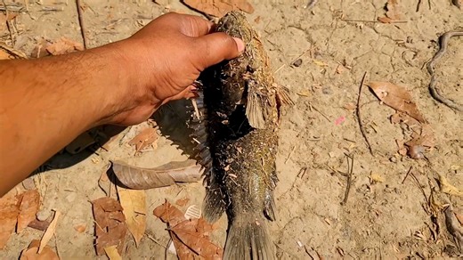 4K views · 172 reactions | We have caught the biggest fish in the native old world , Kolkata Fishing Viral Fish Catching Video | Kolkata Fishing | Facebook