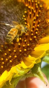 25K views · 355 reactions | Ok just kidding  Honey bees can...