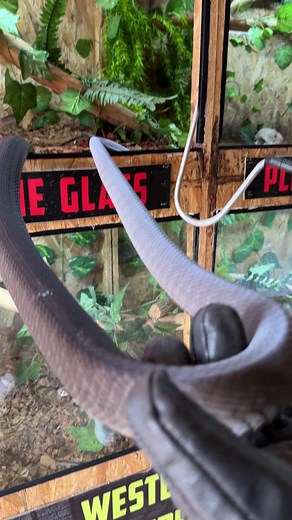 Beautiful black mamba!!!🔥🔥🔥🔥🔥 | Dingo