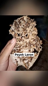 231K views · 2.6K reactions | Inilah makanan paling aneh di Indonesia - part 5 #reels #reelsfb #reelsindonesia #faktamenarik | Mitha Andhita | Facebook