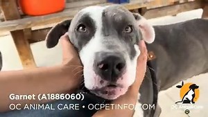 Happy update: Garnet was adopted 11/24/24 Happy to report. Garnet is no longer parvo positive. He is available for public adoption now! PARVO ALERT! Sweet Garnet has tested positive for parvo virus. She needs rescue TODAY by 4:30 pm. Garnet is still listed on the "available to adopt" page. She will need medical treatment if you are interested in adopting her. Garnet will be euthanized if a rescue does not pull her today. Special Notes: Needs Rescue by 4:30pm 10/24/24 Garnet has been a sweet, str