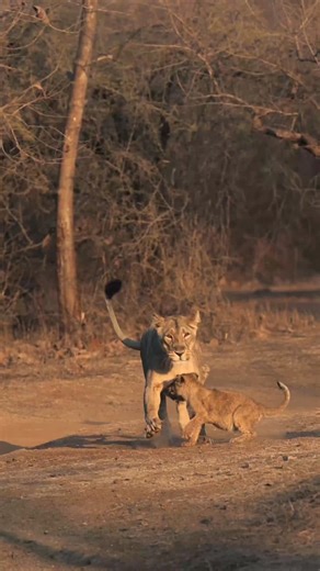 43K views · 1.9K reactions | Amidst the roars of the majestic Asiatic...