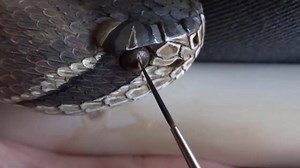 A Tongue for Wood Carved Rattlesnake Walking Stick Credit: https://bit.ly/2g1SKFy | Tal vez sea estúpido, pero también es tonto D8>