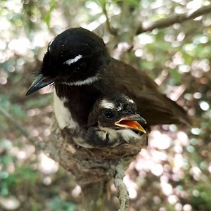 White-throated fantail Birds Small, adult birds leave the nest | Review Bird Nest