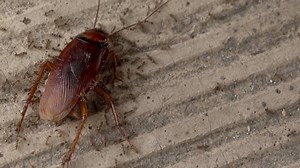 Dead Cockroach Being Eaten By Ants Stock Footage Video (100% Royalty-free) 1034590703 | Shutterstock