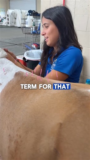 Horses with conditions like anhidrosis 🥵, arthritis 🦴, or Cushing’s can feel the effects throughout their body 🐴. Limited sweating makes temperature control harder, while joint issues add strain to the neck, shoulders, and back. Electroacupuncture 🪡⚡ combines acupuncture with gentle electrical stimulation to boost circulation, ease pain, relax muscles, and support natural balance—a non-invasive way to increase comfort. . . . . #equinehealth #horsescare #equinetherapy #electroacupuncture #chr