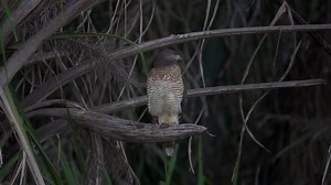 Roadside Hawk Bird Rupornis Lupe in: Stockvideos & Filmmaterial (100 % lizenzfrei) 1090997129 | Shutterstock