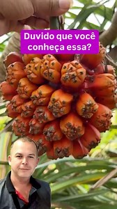 O Pandanus tectorius, também conhecido como fruta do pandan ou hala fruit, é uma preciosidade das ilhas do Pacífico! 🌴 Seus segmentos alaranjados escondem uma polpa adocicada, comparada ao sabor de manga com coco. 😋 Além de alimento, suas folhas são usadas para artesanato e até na medicina tradicional! 🌿 Já imaginou provar essa delícia? Marque alguém que precisa conhecer essa fruta! ⬇️ #FrutaExótica #CuriosidadesNaturais #NaturezaSelvagem #Pandanus #reels Crédito de vídeo @aprilianus_fernando