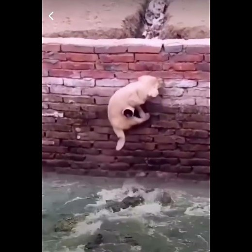 Perro casi comido por cocodrilo 🐊 “suscríbete” #shorts