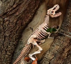 10M views · 5.7K reactions | Restoration of a tiny dinosaur skeleton found inside of a tree! | 5-Minute Crafts | Facebook