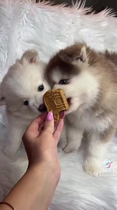 Better together 🐶🥰 | OceanView Pomskies