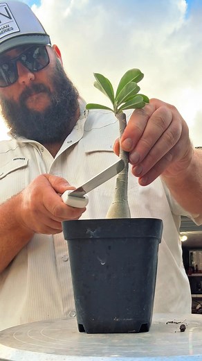 Grafting Desert Roses! | Adenium Obesum Graft! | Texas Garden Guy