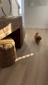 Zoomie-proof flooring! 🐾💨 With BestLaminate flooring, your pup can run, jump, and play without a worry. Scratch-resistant, water-resistant, and built to last—it's the perfect flooring for your furry friend! 🐶✨ Featured Flooring: Bestlaminate Livanti Woodridge Northern Oak Vinyl #BestLaminate #VinylFlooring #FlooringTips #HomeRenovation #FlooringExpert #FlooringExperts #DIYHomeImprovement | BestLaminate