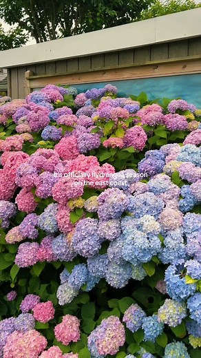 Hydrangea Season on the East Coast: Why They Look More Stunning This Summer