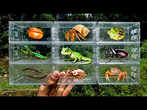 I Catching insects in the garden, I got Millipede, Lizard, Mantis, Beetle, Cockroach, Frog, Crab
