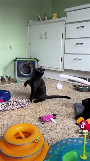 Orphan Animal Rescue and Sanctuary on Reels