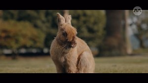 Rupini ventures to Okunoshima for the rabbits, but found a mystery beneath all that fluff! What secrets are these curious eyes hiding?🐰😧 Experience Japan with Rupini in #RayilSneham5 now on mewatch! go.mediacorp.sg/RayilSneham5_EP10 #mediacorpRayilSneham5 | Ungalukkaga Mediacorp