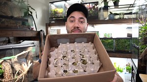 487 reactions · 5 comments | Feeding all my pet reptiles juicy silkworms! In today's video, we'll be touring my reptile room feeding a bunch of my reptiles some delicious silkworms! Hope you enjoy it! (Link to full video in comments below) | Reptiliatus | Facebook