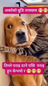 332K views · 5.5K reactions | #reelschallengereelschallenge  #अन्मोल  #funnyreels  #viralreelschallenge2025viralreelschallengejaiviralreelschallengeviralreelschallenge  | Anmol Dev Joshi | Facebook